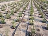Images of Garden Seeder India