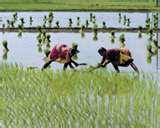 Images of Garden Seeder India