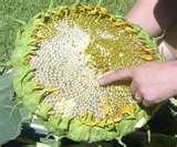 Pictures of Garden Seeder India