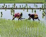 Images of Garden Seeder India